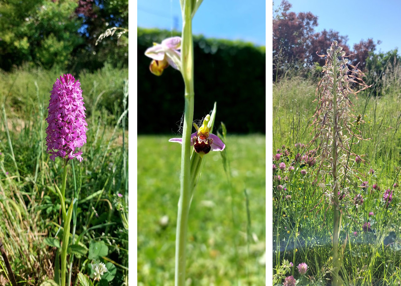 orchidées sauvages