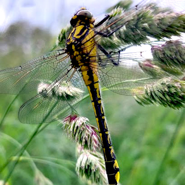 Paysagiste par Nature