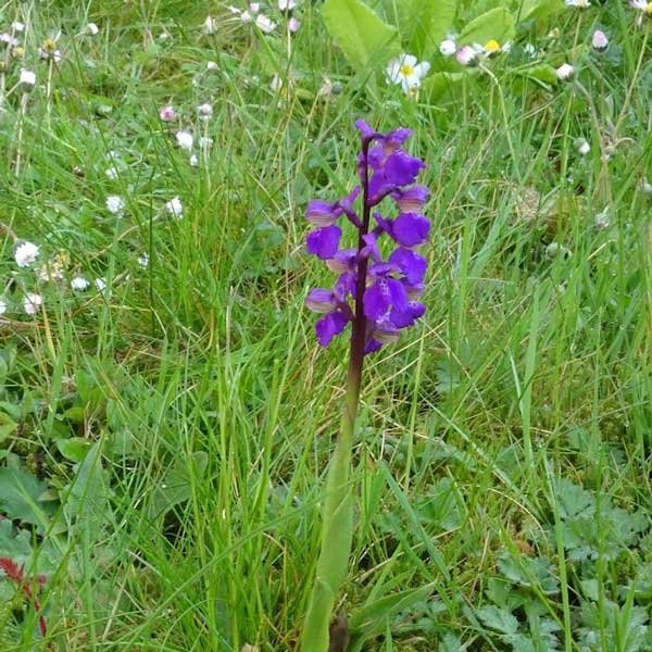 Contact paysagiste Nancy