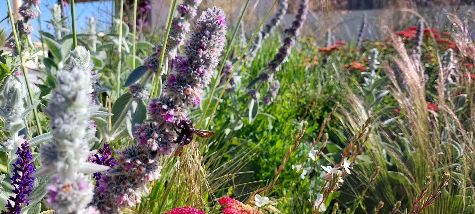 Aménagement d’un grand jardin naturel