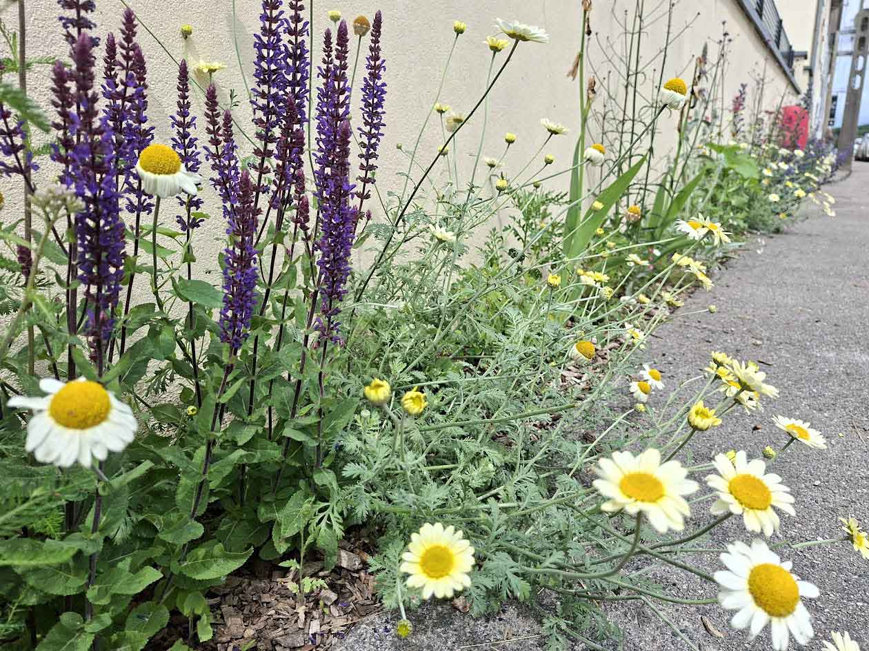 Désimperméabilisattion et renaturation d'une commune