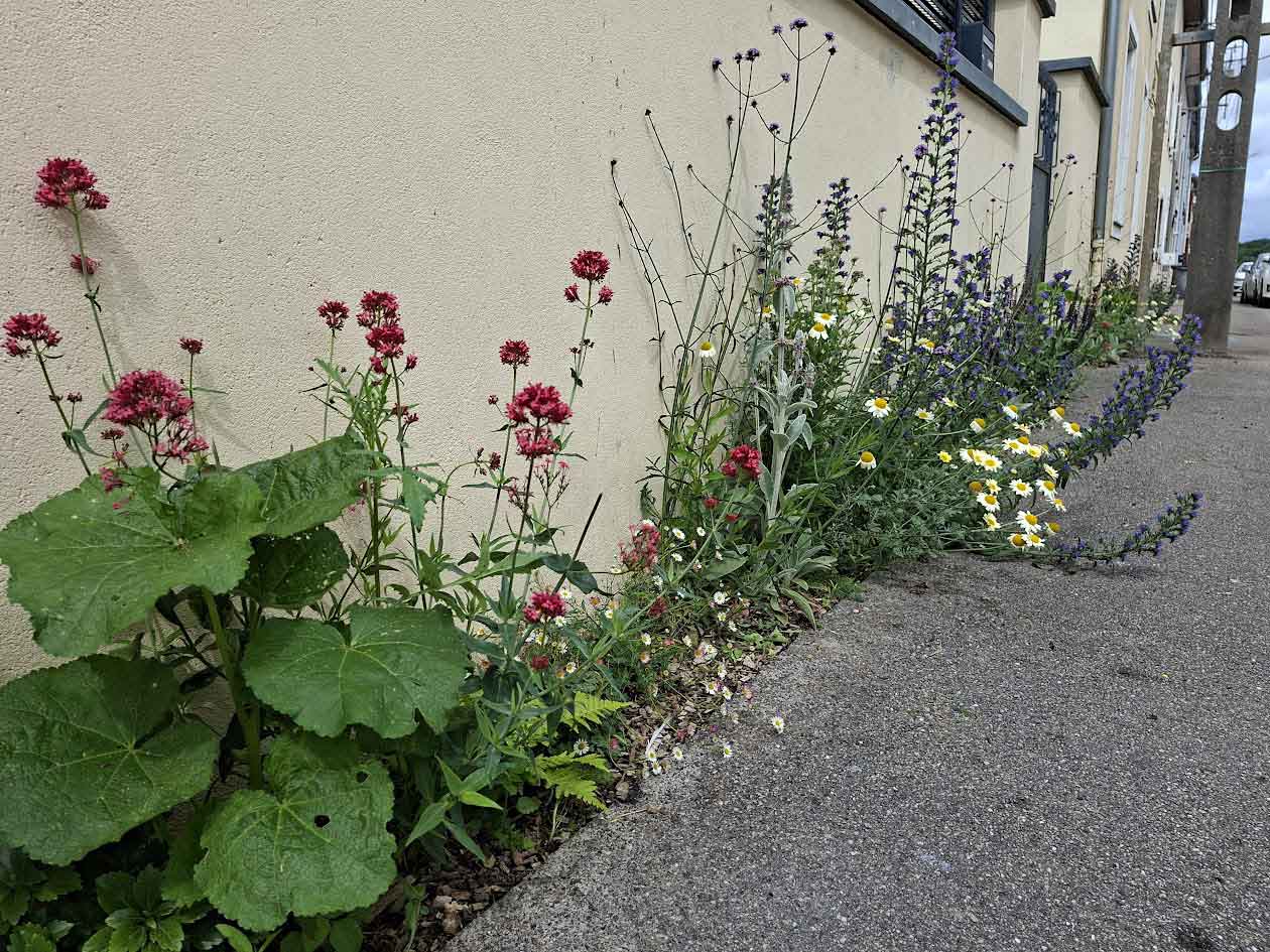 Désimperméabilisattion et renaturation d'une commune