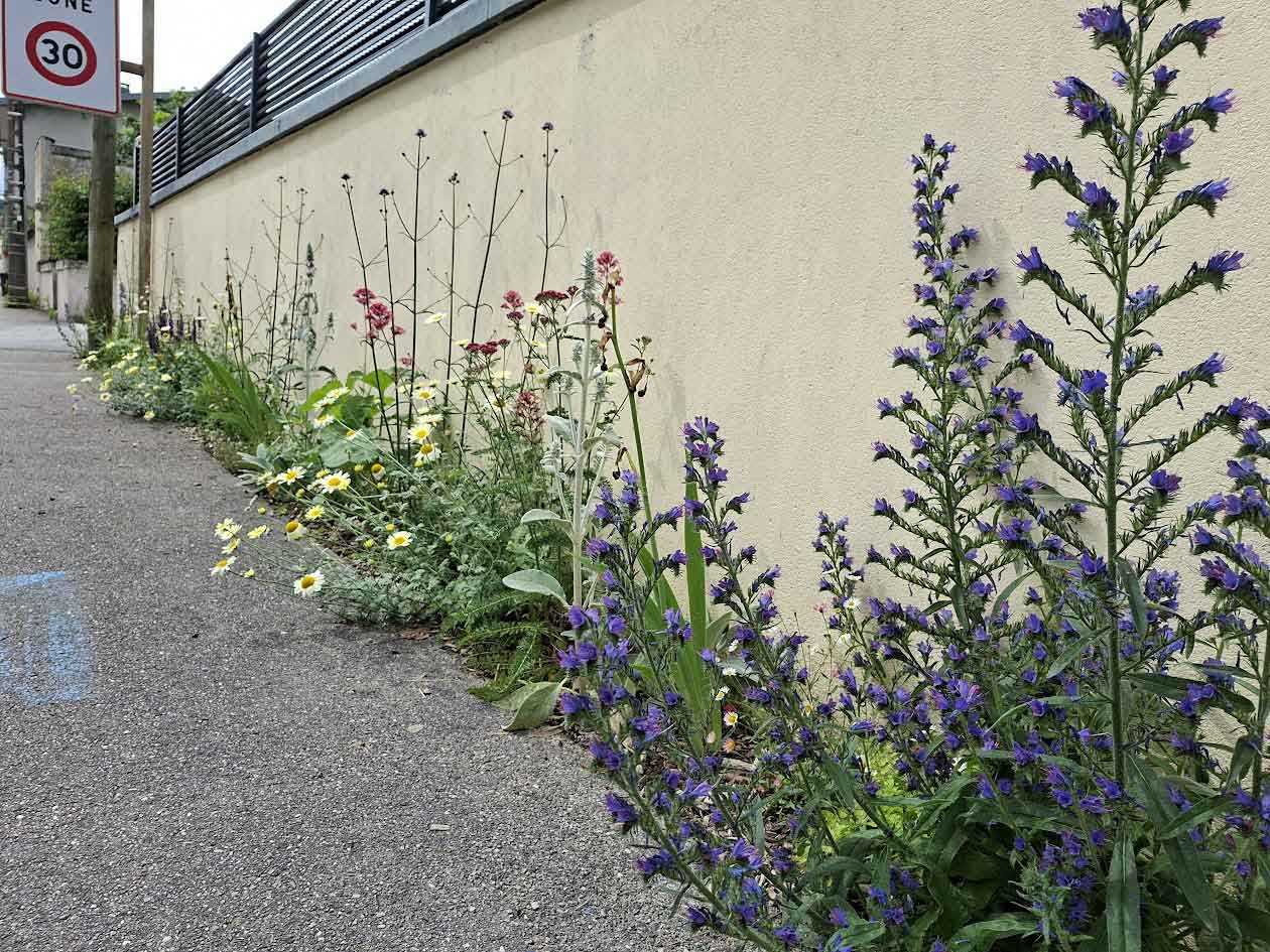 Désimperméabilisattion et renaturation d'une commune