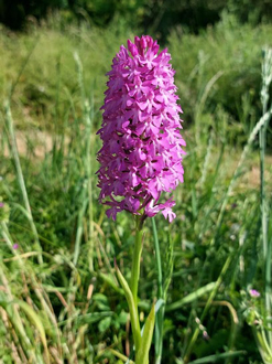 Paysagiste par nature