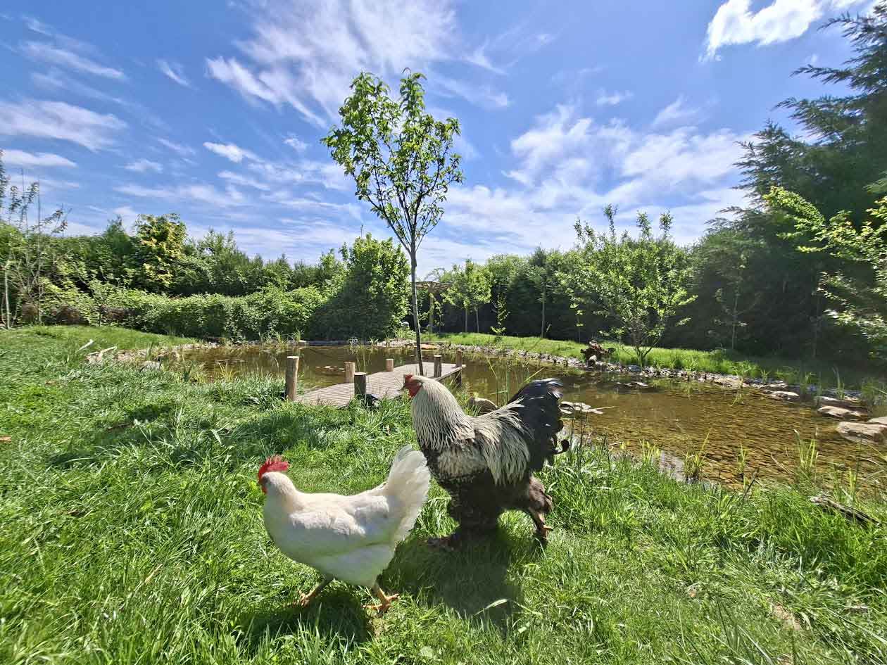 Aménagement d’une mare naturelle