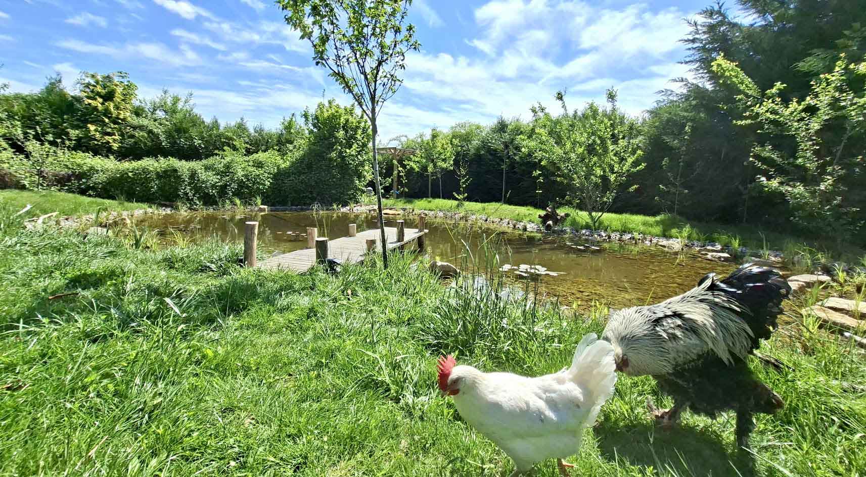 Aménagement d’une mare naturelle