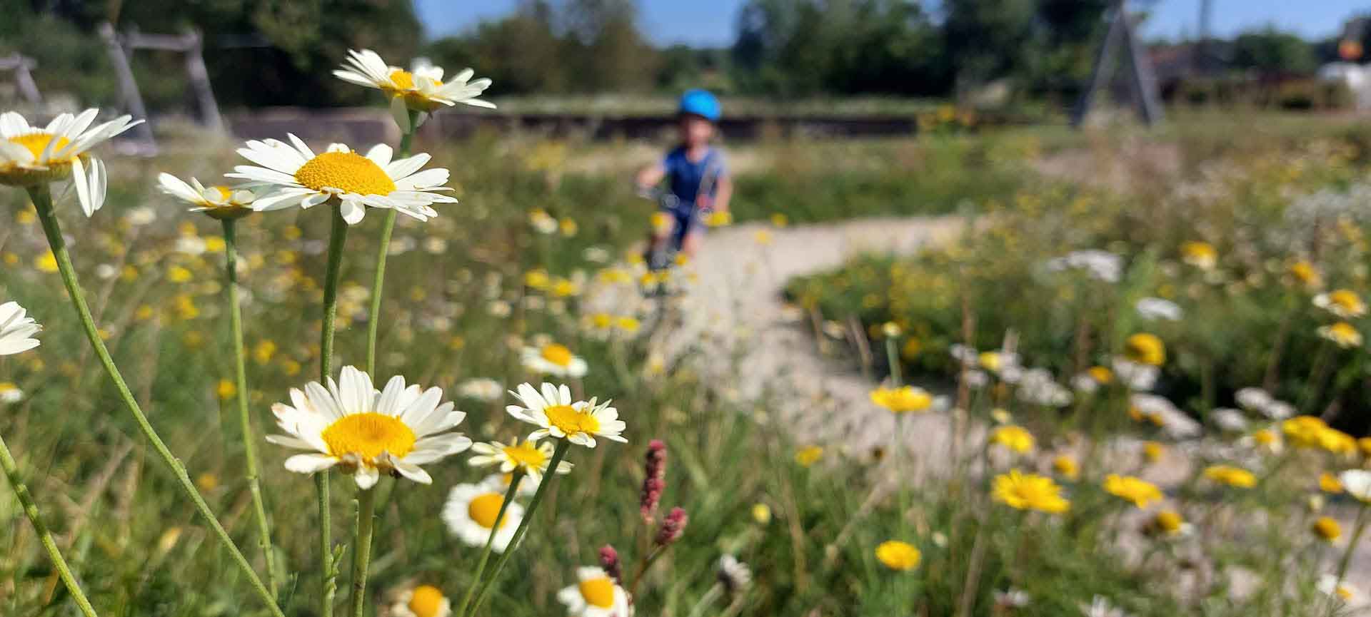 Pumptrack végétalisé et perméable